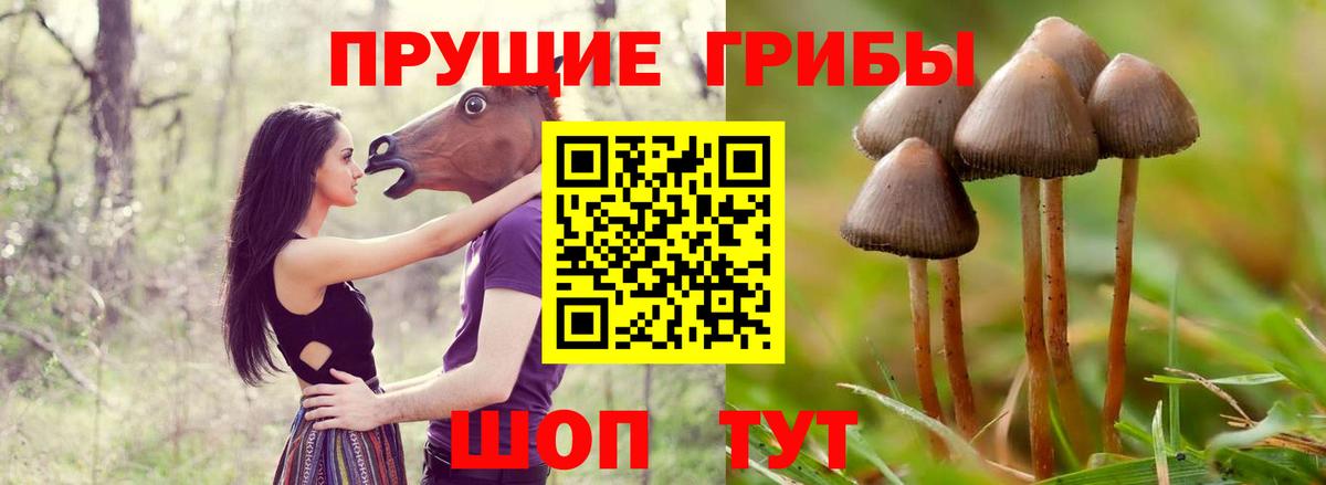 Галлюциногенные грибы прущие грибы Карпинск